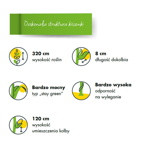 Kukurydza ES Bond 80 tys 4