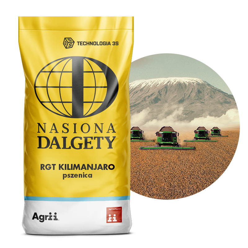 Pszenica RGT Kilimanjaro, 25 kg, Nasiona Dalgety 1